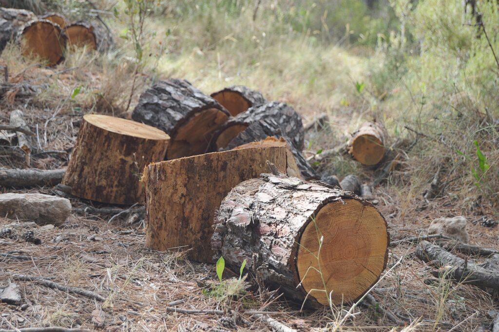 madera de pino